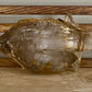 Elestial Quartz DT